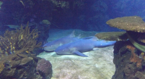 Haie im Aquarium am Zoologischen Garten