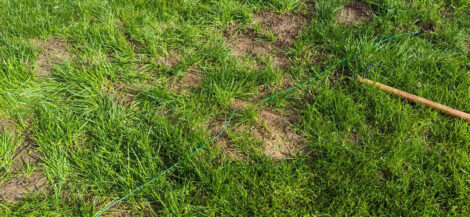 Ein durchtrennter Rasenm#herroboter-Leitdraht auf einer Rasenfläche.