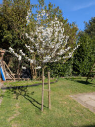 Ein kleiner Sauerkirschbaum in voller Blüte steht auf einer Rasenfläche vor einem grünen Hintergrund aus Büschen und Bäumen.