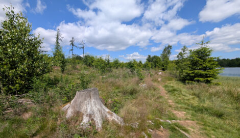Ein Ex-Nadelwald. Es sind nur noch Grasbewuchs und einige Büsche zu sehen. Vereinzelt stehen einzelne, kleine Nadelbäume. Im Vordergrund ist der Stumpf eines vertrockneten Nadelbaums zu sehen.