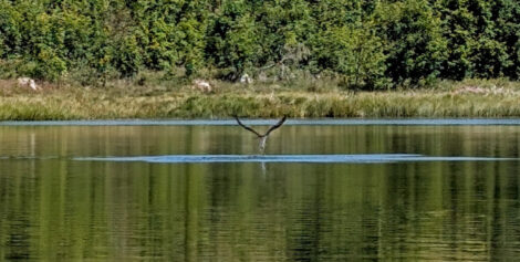 Ein Fischadler steigt aus dem Wasser eines Sees auf. Im Hintergrund ist das mit kleinen Büschen bewachsene Ufer des Sees zu sehen.