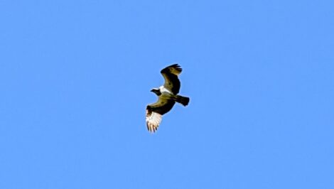 Ein Fischadler im Flug vor strahlend baluem Himmel