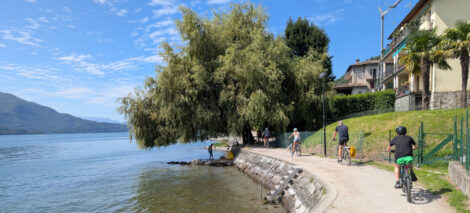 Fahrradfahrende auf einem Weg dicht entlang eines Seeufers fahren auf einen Baum zu, dessen Äste weit über das Wasser ragen.