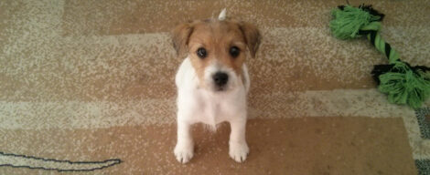 Ein kleines Terrier-Baby schaut auf einem beige-braunen Teppich sitzend in die Kamera.