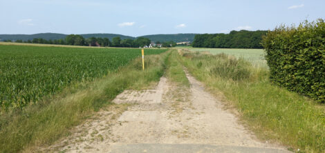 Ein grüner Ackerweg mit zwei Fahrspuren im Gras zwischen grünen Ackerflächen