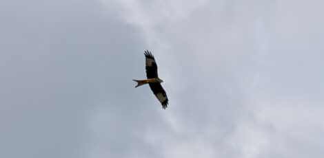 Ein Rotmilan im Flug von unten vor einem grauen Himmel fotografiert.